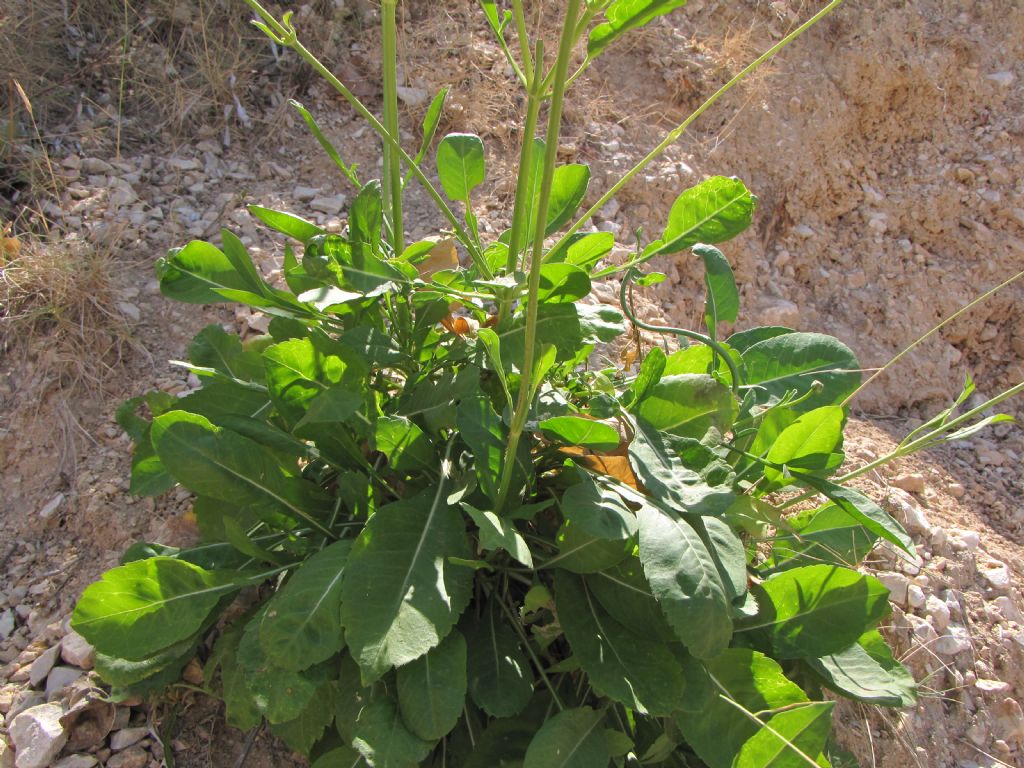 Cephalaria mediterranea / Vedovina mediterranea